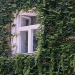 expert-noemde-4-agressieve-planten-die-je-beter-niet-in.webp.webp