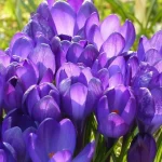 niet-alleen-tulpen-deze-zeven-bolbloemen-zijn-het-waard-om.webp.webp
